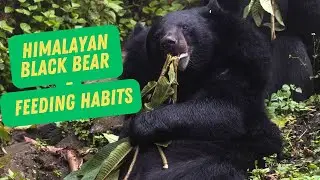 Himalayan Black bear ǀ Diet ǀ  #darjeelingzoo #conservation