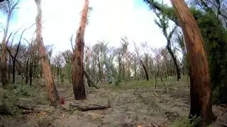 Bushfire Regeneration