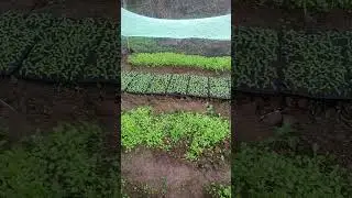 Building a new life2023 #countryside #hillside #farming #petchay #buildinganewlife