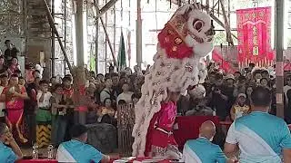 錦田鄉酬恩建醮  獅王爭霸