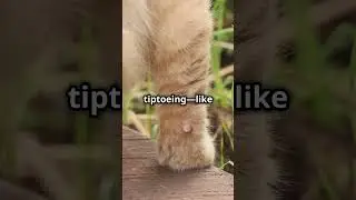 Do Cats Have Heels? Feline Feet Facts! #shorts