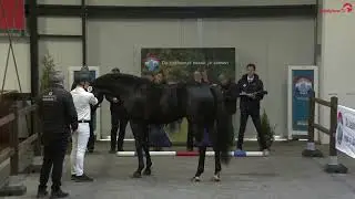 GLAMROCK (Glamourdale x Jazz x Polansky) NRPS aangewezen hengst dressuur 2023