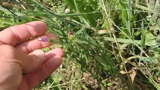 Agrostemma githago 210725