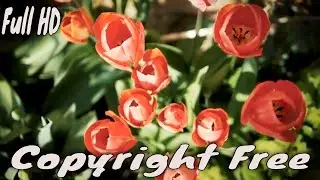 Tulips Flower Blooming In Season | Copyright Free Stock Footage | Full HD