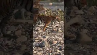 Dhikala's Queen , Jim Corbett #tiger #jimcorbett #nature #wildlife #animals #viral #photography