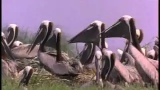 Coastal Birds