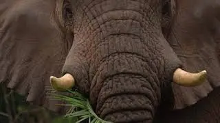 Rubondo Activities Social Media Teaser