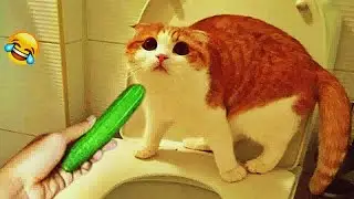 CLASSIC Dog and Cat Videos 😻🐶🐱 1 HOURS of FUNNY Clips 🤣 Cute baby animals videos 2024