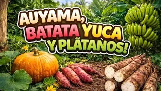 Del conuco a la cocina en un d&iacute;a lluvioso.🌧️ . LA VIDA del campo y sus maravillas.