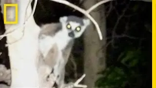Lemurs' Wild Nightlife | On Assignment