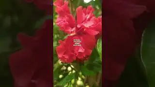 #flower #peacefulmusic #peacefulworld