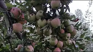 plunking apple 🍏😋😋😋🍏😋🍏🍏😋🍏