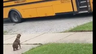 Pet Puppy Waits Patiently For School Bus to Greet Little Boy