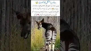 Okapi The Most Secretive Animal in the Jungle #okapi #jungleanimals #wildlifefacts #rareanimals