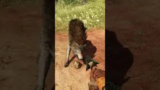 Taming Wolf - Far Cry Primal 4K 60 FPS  #taminganimalfarcry #tamingwolf #4kgaming #wolffarcry #4k