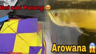 Arowana Update 😍 | Bohot sari patang mil gayii #vlogger #dailyvlog #lifestyle 