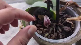 Moon Orchid Propagation