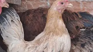 A MELHOR VITAMINA NATURAL PARA GALINHAS E FRAGOS. AJUDAR NA POSTURA E ENGORDA