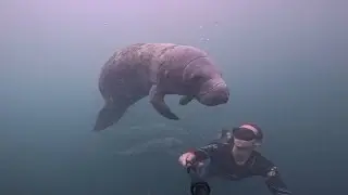 Free Diving Hospital Hole Weeki Wachee Florida