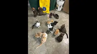 Cats & chicken feed#cat,#like,#kitten,#ytshorts,#cute,#fun,#love,#foryou,#chicken,#funny,#love
