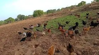 free range poultry farming at Sukwans Lailunga Dist-Raigarh Chhattisgarh