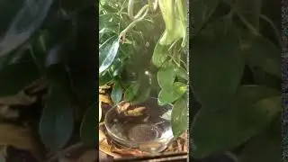 Ahaetulla mycterizans Fishing