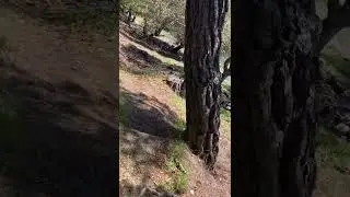Tightwad Hill Berkeley