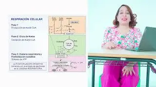 Cellular Respiration Explained Step by Step | Biochemistry for Students