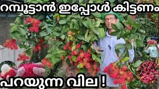 പതിവിലും നേരത്തെ റമ്പൂട്ടാൻ വിളവെടുപ്പ്#fruits#rambutan#harvesting#tropical fruits#exotic fruits