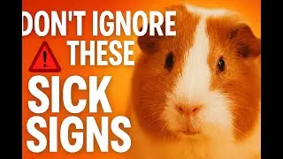 5 Sick Signs Your Guinea Pig Shows