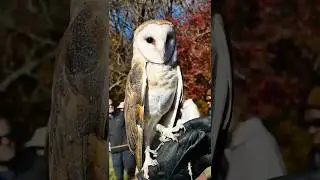 Barn owl w/Song &ldquo;My friend owl! #birds #nature #owl #animallife #birdfun #birdlovers #owls #barnowls