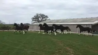 Shire Foals - Spring Grass