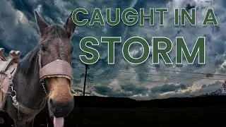 Didn&rsquo;t get to pitch our tent! #fyp #camping #horses #mule #cowboys