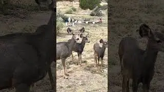The sweetest Deer in Colorado