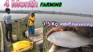 Last Harvesting|Fish Testing|1.2 Kg Rohu Farming in Assam