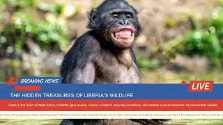 The Hidden Treasures of Liberia&rsquo;s Wildlife | LIB 9 News