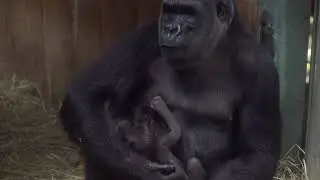 Western lowland gorillas: Calaya and Moke