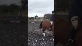 #equestrian