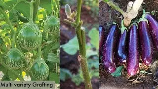 Multi Grafting of Eggplants into Pear Eggplant rootstock