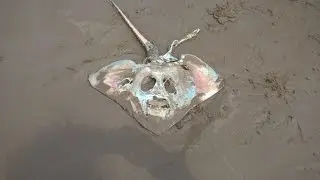 11 Bizarre Things Found on the Beach