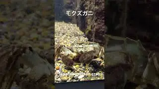 モクズガニ : Japanese mitten crab