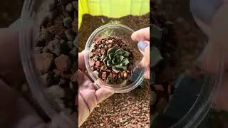 Normal plants : 09 #succulent#succulentcare#succulentplant#plantcare#shorts