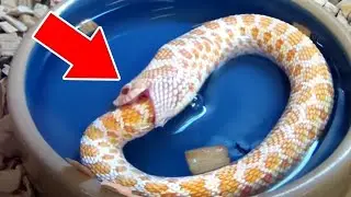 SELF-EATING snake?!