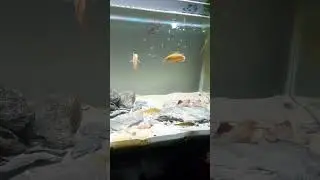 European perch feasting #aquarium #europe