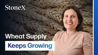 Farmers Face a Wheat Glut No One Knows How to Stop