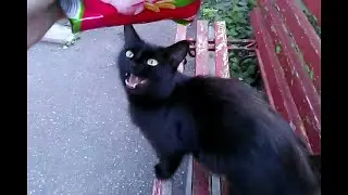 #I fed the hungry and homeless cats 🐈🍀👌