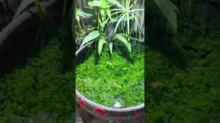 Handmade Open Aquarium at Home...#TravelHighlights #TravelInspiration