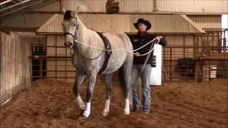 Long-Reining with Double Dan Horsemanship. Lateral Exercises Leg Yield to Rail