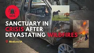 🔥 EMERGENCY | Blindlove Sanctuary 🔥