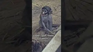 Cute Baby Monkey! Lesser Spot-nosed Guenon